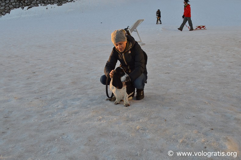 bassethound sulla neve