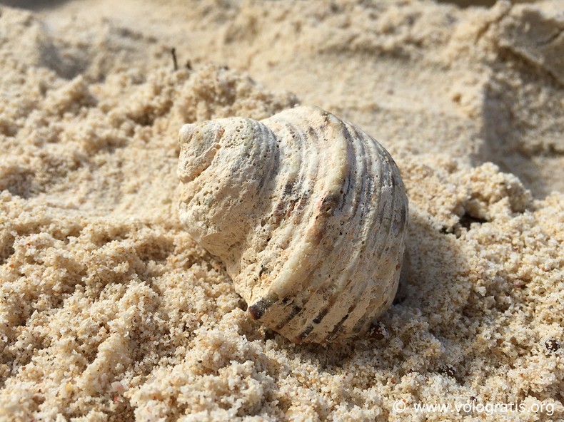 conchiglia seychelles