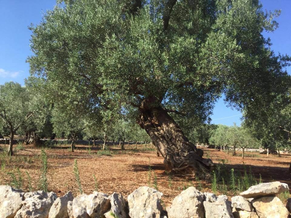 cosa visitare in valle itria