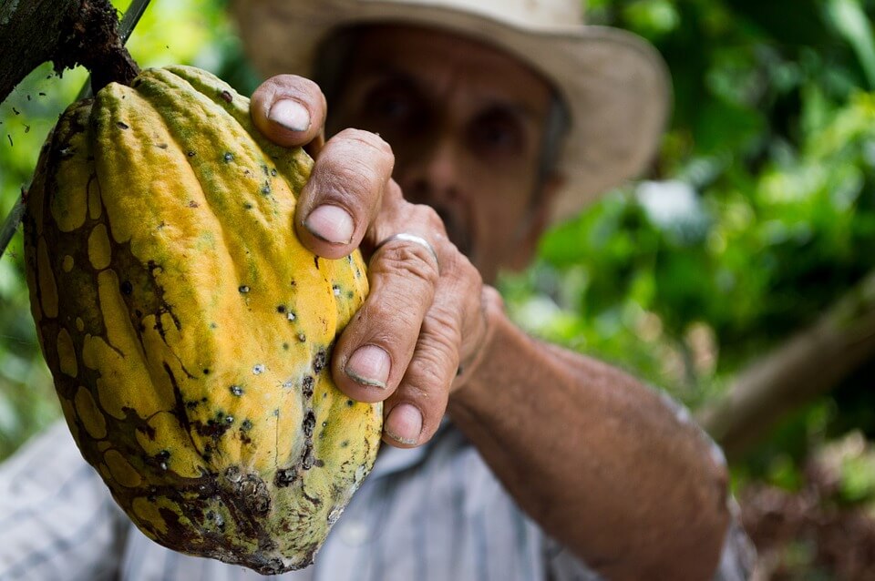 cacao proprieta