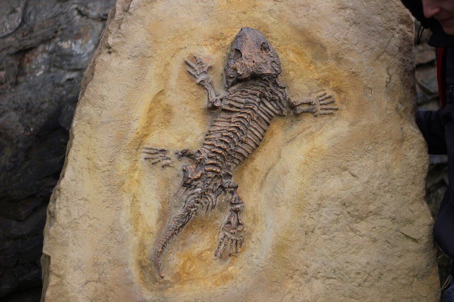fossile