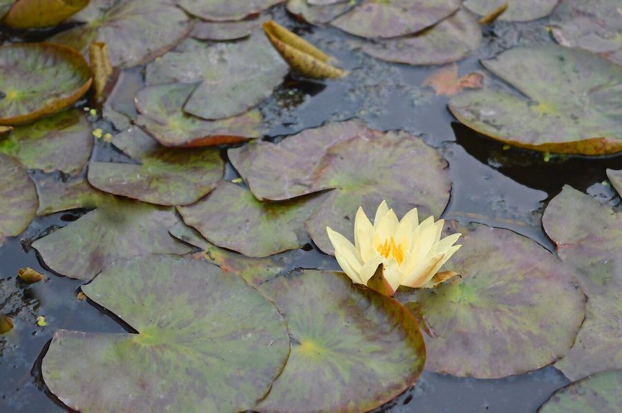 orto botanico padova sito UNESCO italia